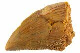 Serrated Raptor Tooth - Real Dinosaur Tooth #332427-1